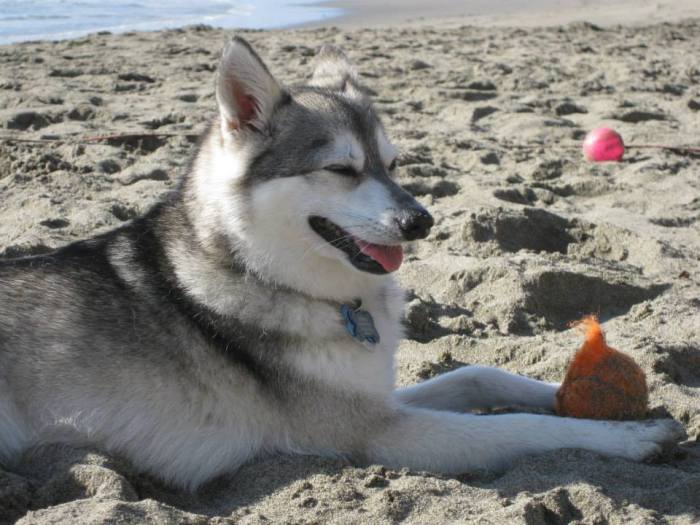 1234496_10151545683636266_1158238835_n